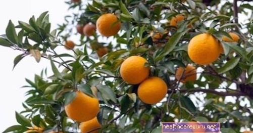 ما هو البرتقال المر؟