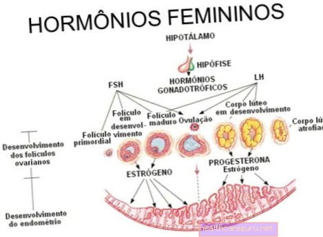 الهرمونات الأنثوية: ما هي ، ما الغرض منها والاختبارات